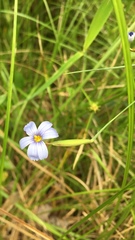Sisyrinchium capillare