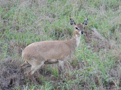 Oreotragus oreotragus transvaalensis