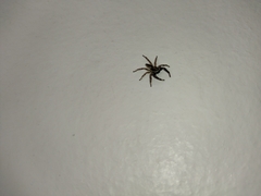 Salticinae