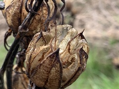 Hibiscus lasiocarpos
