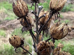 Hibiscus lasiocarpos