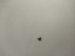 Salticinae