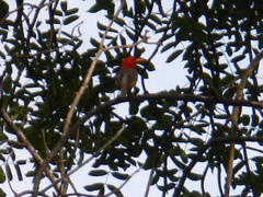 Anaplectes rubriceps rubriceps