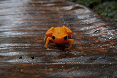 Brachycephalus alipioi