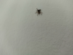 Salticinae