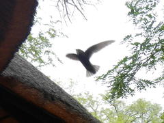 Apus affinis aerobates