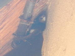 Apus affinis aerobates