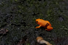 Brachycephalus alipioi