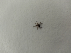 Salticinae