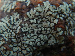 Dimelaena australiensis