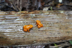 Brachycephalus alipioi