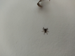 Salticinae