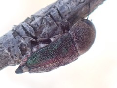Paratyndaris suturalis