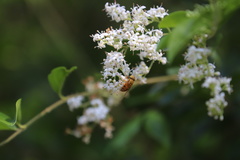 Eristalinus flavus