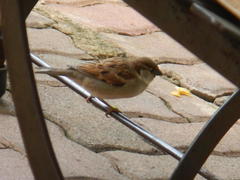 Passer domesticus indicus