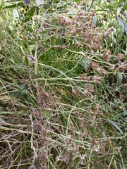 Achyrocline saturejoides