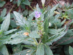 Heliotropium amplexicaule