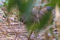 Crypturellus obsoletus