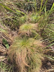 Bulbostylis paradoxa