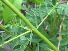 Astragalus neglectus