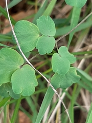 Thalictrum tuberosum