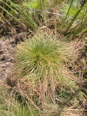 Bulbostylis paradoxa