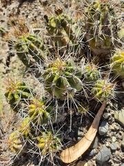 Echinopsis bridgesii