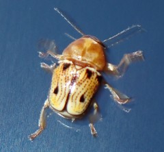Griburius larvatus