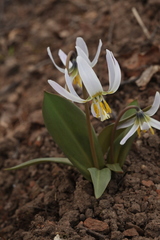 Erythronium krylovii