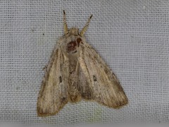 Lithophane patefacta