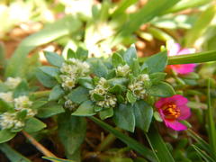 Portulaca amilis