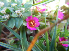 Portulaca amilis