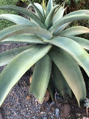 Aloe thraskii