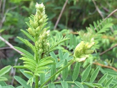 Astragalus neglectus