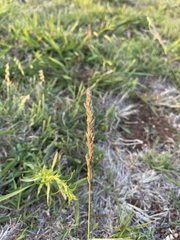 Tridens albescens