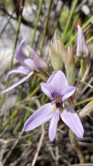 Disa harveyana