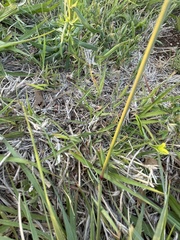Tridens albescens
