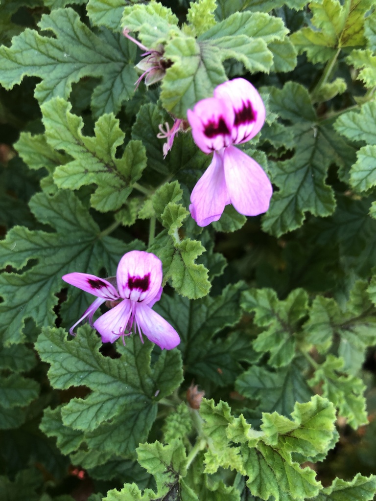 Oak-leaved geranium from Clansthal, Ezembeni, KZN, ZA on April 30, 2022 ...