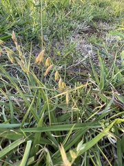 Bouteloua rigidiseta