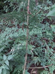Asparagus