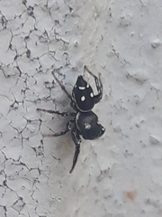 Heliophanus apiatus