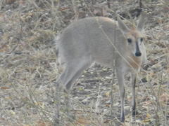 Sylvicapra grimmia caffra