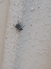 Heliophanus apiatus