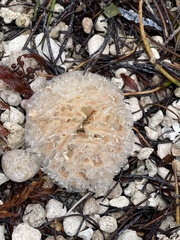 Fasciolaria