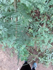 Asparagus