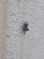 Heliophanus apiatus