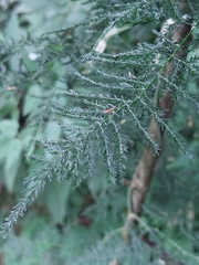 Asparagus