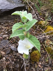 Calystegia spithamaea
