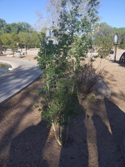 Forestiera pubescens pubescens