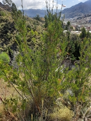Cantua